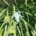 IMG_20220612_132129.jpg