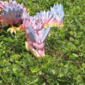 IMG_20220612_133119.jpg