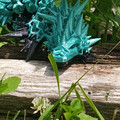 IMG_20220612_133238.jpg