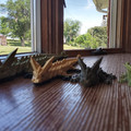 IMG_20220612_152915.jpg